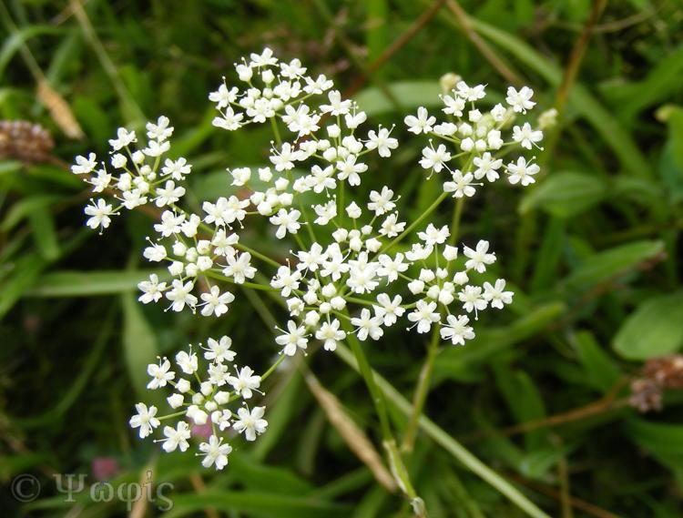 Burnet Saxifrage